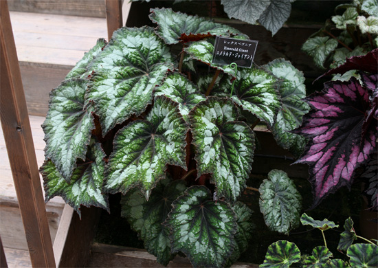 B. ‘Emerald Giant’
